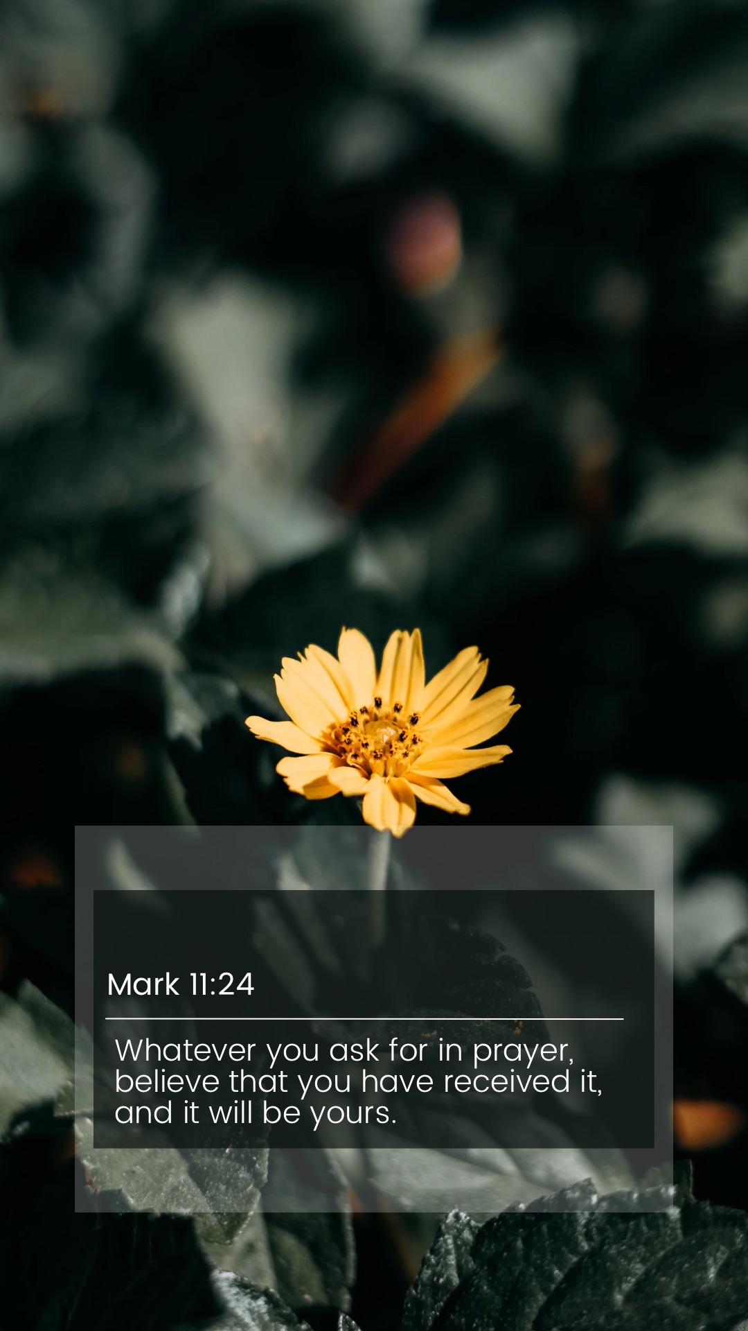 Mark 11:24. Whatever you ask for in prayer, believe that you have received it, and it will be yours.